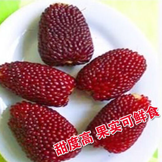 Strawberry, fruit, corn seeds, pineapple and corn seeds, complete collection of ornamental vegetables for field planting in all seasons, wholesale of corn seeds, red strawberry corn/10 original grains