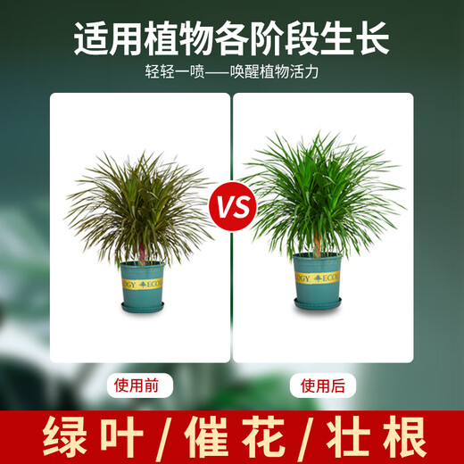 Devodo dragon blood tree special plant nutrient solution 2.5L gardening green plant flower potted flower fertilizer hydroponic planting foliage fertilizer