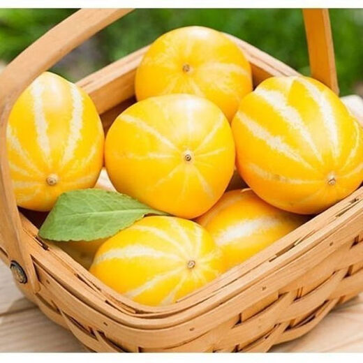 Gaga Sweet Northeastern Cantaloupe Seeds Yellow Melon Fruit Seeds Easy to Plant in Spring and Autumn Old Farm Varieties with High Sugar Content Original Factory Packaging 1 Pack + Song Fertilizer Gaga Sweet Musk Melon Seeds About 50 capsules--pack