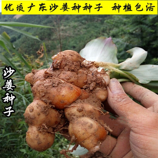 Shajiang seed ginger seedlings Guangdong fresh ginger Shajiang authentic Maoming Huazhou Nansheng electric white sand ginger seedlings 100g