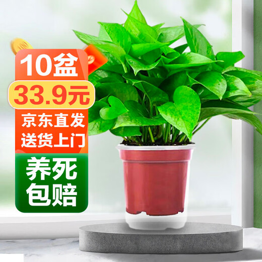 Shuangmeng potted green radish formaldehyde removal flowers and green plants office new house air purification 110 styles 10 pots straight from the source