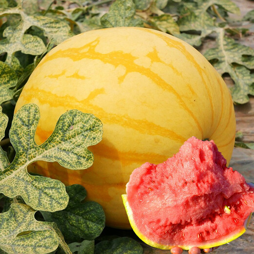 Beishu 8424 Watermelon Seeds Early-maturing Special Melon Fruit Beishu Jinlinglong Watermelon Seeds 20 capsules/bag