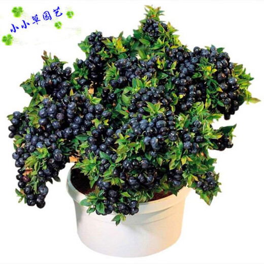 Fruit Seeds Highbush Blueberry Shrub Fruit Seeds Dwarf Blueberry Seeds Can Be Planted Nationwide in the South and North Dwarf Blueberry Seeds/30 Capsules