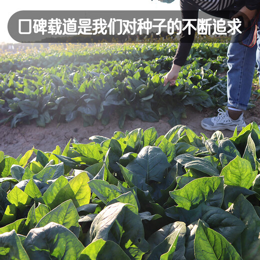 Fengming Yashi cold-resistant round-leaf spinach seeds four-season vegetable seed spinach winter-resistant spinach seeds 1000 capsules