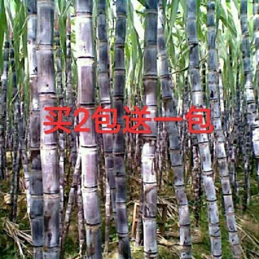 Sugarcane seeds, high-yielding golden sugarcane, sown in all seasons, planted in the south and north, crispy, sweet and chewy varieties, 110 pieces of green seeds