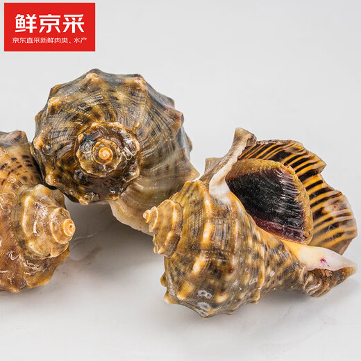 Fresh Jingcai fresh conch, net weight 2Jin Jin is equal to 0.5kg, 5-7 pieces/Jin Jin is equal to 0.5kg, fresh to your home, fresh seafood, straight from the source
