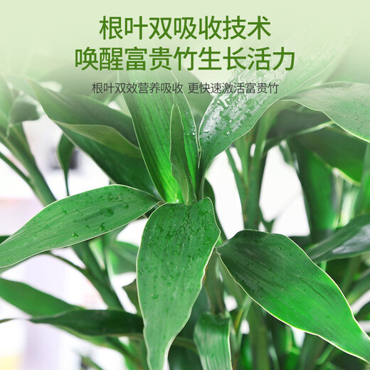 Green Hope Rich Bamboo Nutrient Solution Special Leaves Yellow Bamboo Branch Water Culture Hydroponic Fertilizer Green Plant Potted Soil Culture Transfer Bamboo