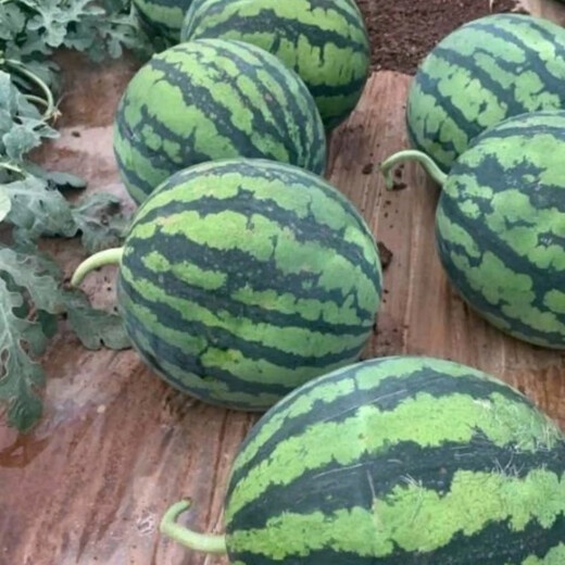 Wangyuanxing Daguomeidu Watermelon Seeds Resistant to Cracking Big Red Flesh Rock Sugar Kirin Super 8424 Crispy Sweet Watermelon Seeds 50g Can Daguomeidu 2 Cans
