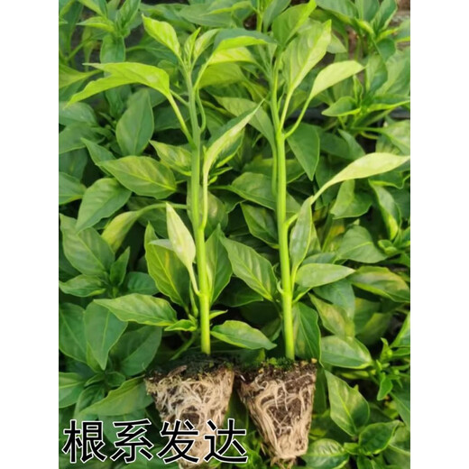 Wangyuanxing thin-skinned pepper seedlings, large-fruited tiger-skin green pepper seedlings, mildly spicy wrinkled-skinned pickled pepper seedlings, four-season vegetable garden potted southern species, 500 thin-skinned green pepper seedlings