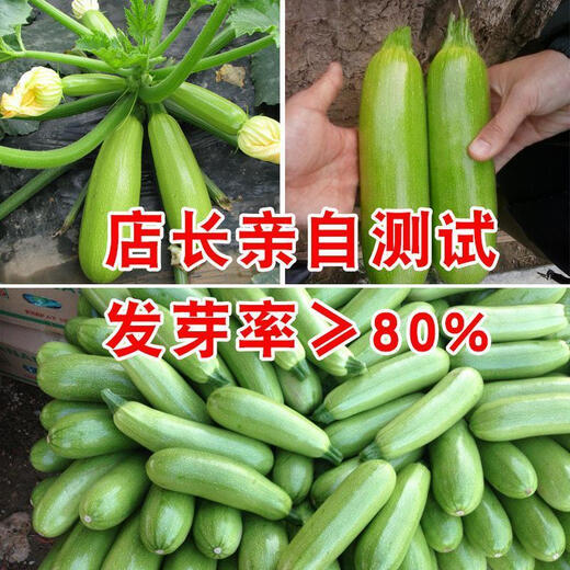 Zucchini seeds, high-yielding vegetable seeds, easy to grow in all seasons, family balcony potted vegetable seeds, cold-resistant and disease-resistant, heat-resistant and high-yielding zucchini seeds, 23 seeds or so, germination rate 95.4323%