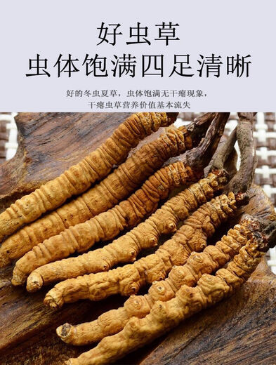 Eryabei Authentic First Cordyceps Cordyceps Reinigen großen echten frischen Cordyceps 2025 ausgewählte Trockenwaren Cordyceps 30 große High-End-Acrylflaschen