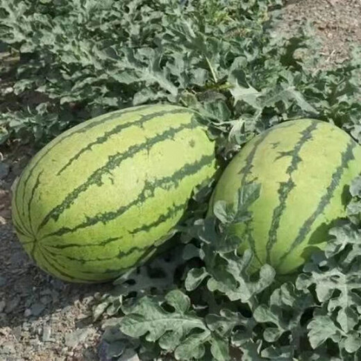 Lazy Man Watermelon, early maturing, stable yield, heat-resistant and drought-resistant, crispy and sweet, open-air garden courtyard original easy-to-grow melon seeds, original Lazy Man Watermelon 150 capsules