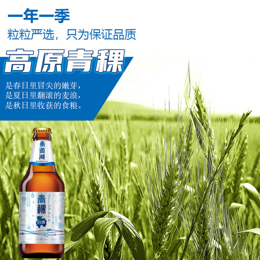 Qinghai Lake Beer Wort 11% Plateau Barley Beer Wheat White Beer 500ml*12 Full Box Beer