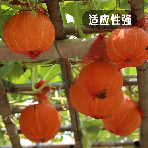 Fengming Yashi Sweet Powder Waxy Red Chestnut Pumpkin Seeds Red Sun Beibei Pumpkin Seeds Red Honey Pumpkin Seeds 20 capsules