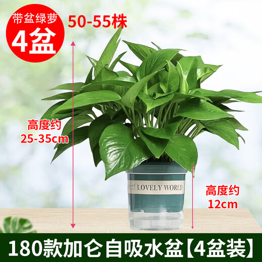 Shuangmeng green radish potted formaldehyde-removing flowers and green plants office new house air purification 180 gallons 4 pots straight from the source