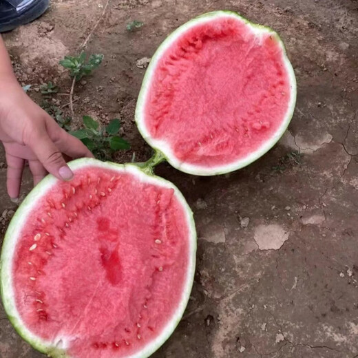 Wangyuanxing Daguomeidu Watermelon Seeds Resistant to Cracking Big Red Flesh Rock Sugar Kirin Super 8424 Crispy Sweet Watermelon Seeds 50g Can Daguomeidu 2 Cans