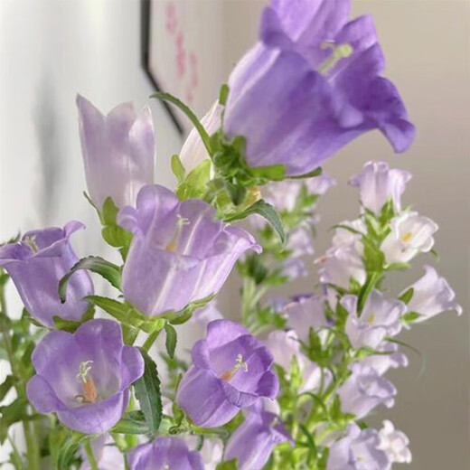 Exploding machine, 5 random colors of campanula flowers