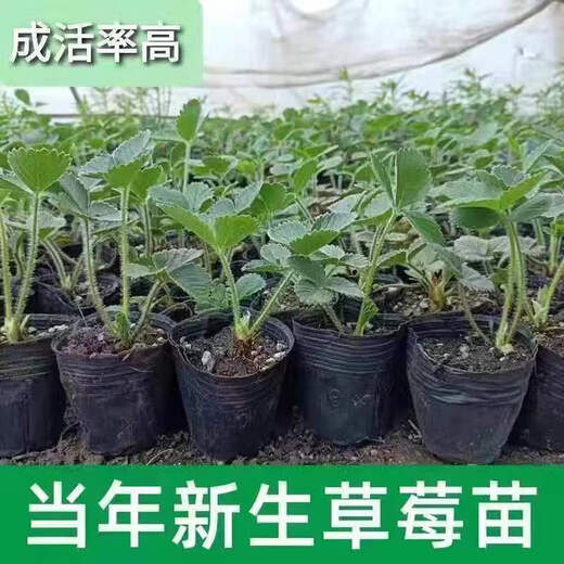 Strawberry seedlings shipped from original soil, flowering and big fruit, cream strawberry seedlings for four seasons, wholesale of current year fruit plug seedlings, 6 Suizhu strawberries, shipped from original soil + fertilizer