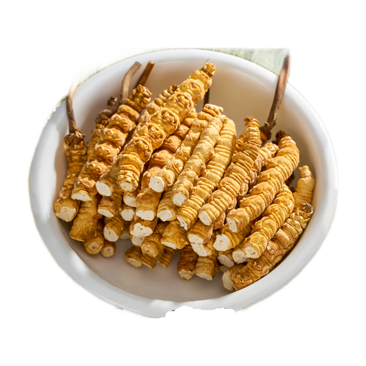 Authentische tibetische Gegend naqu großes gebrochenes Gras frisch cordyceps sinensis cordycep