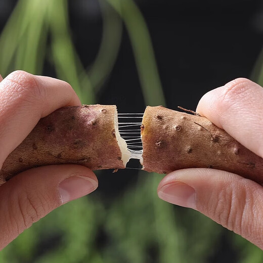 Jingxijia Authentic Wenxian sandy soil yam, fresh soft glutinous iron bar yam, premium gift box - new and old packaging shipped randomly, 5Jin Jin equals 0.5kg gift box