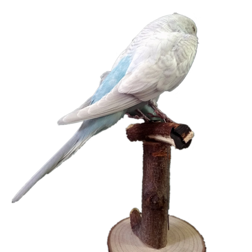 Benxin farm home furnishings, bird specimens, fake birds, simulated birds, parrot specimens, wall hangings, feathers, blue tiger skin