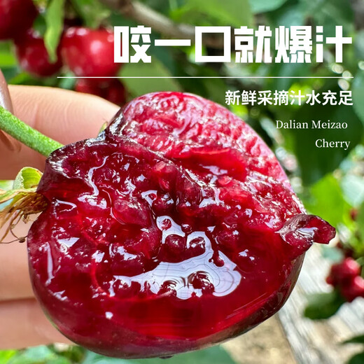 Uncle Sam Gold Award Cherry Gift Box JD Express - Next Day Delivery to Many Places New Year's Day Gift Fruit 2Jin Jin equals 0.5kg (net weight) (Cost-priced) Early adopter gift box Black Diamond Big Mac 3J 30-32mm Recommended*