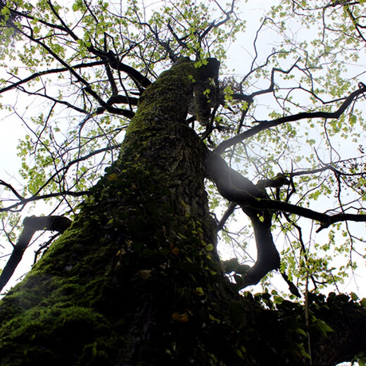 Happy Po Qingqianliu Tea 500g Zhangjiajie Special Grade Wild Young Leaf Qianliu Qingqianliu Sugar Friendly Health Tea