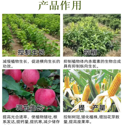 25% paclobutrazol citrus lychee fruit tree rice wheat growth control agent chlormequat pesticide plant growth regulator 1000g