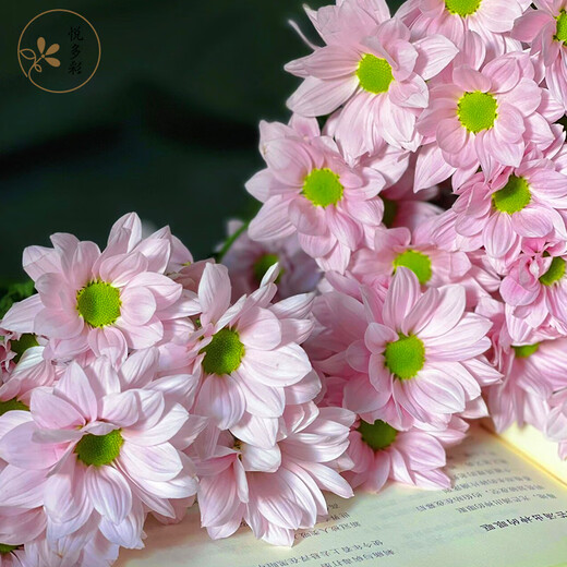 Yue Colorful Daisies Flower Express Yunnan Base Straight Ping Pong Chrysanthemum Flower Materials Office Household Water-raised Fresh Cut Flowers Pink Tristripe Daisies 8-10 Branches