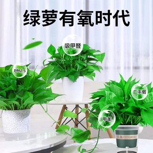 Shuangmeng potted green radish formaldehyde removal flowers and green plants office new house air purification 110 styles 10 pots straight from the source