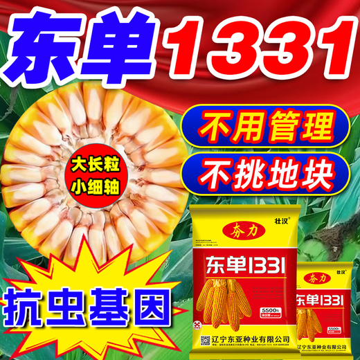 Zhuanghan Dongdan 1331 corn seed collection, twin dwarf lodging resistance, disease resistance, hard big horse tooth big stick corn seed, purity level one, about 3.8 Jin, Jin is equal to 0.5 kilograms