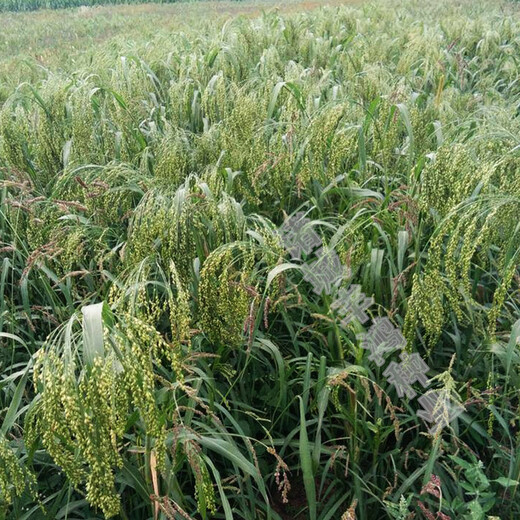 Shanxi big yellow rice seed shelled glutinous rice valley Qinzhou yellow origin soft rice rice dumpling rice broom broom millet millet millet seed 150g simple packaging