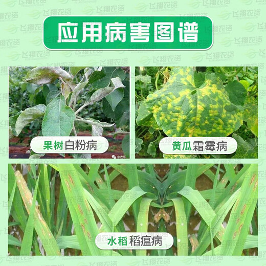 Bainonstar 75% chlorothalonil blue powder fruit trees, vegetables and flowers downy mildew powdery mildew broad spectrum fungicide 100g