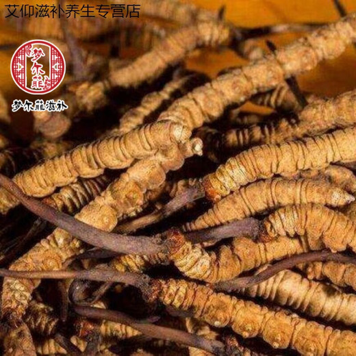 Ivanmai Authentic Cordyceps Cordyceps Cordyceps Cordyceps Nicht geschnittene Grasrohr-installierte super große Wurzel Geschenkbox