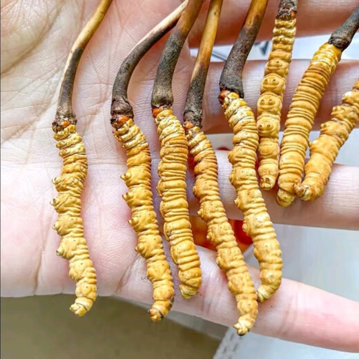 新鲜冬虫夏草2025年头期虫草正品领导高海拔送礼正宗鲜虫草过节 0.6-0.7克/根  10根鲜虫草 冬虫夏草  顺丰发货