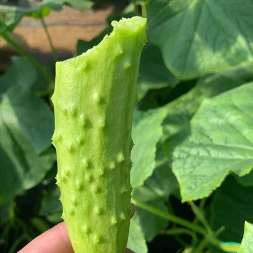 Shouhe Dry Cucumber Seeds Home Planting Vegetables Balcony Green Thorns Local Fruit Ocean White Jade Northeast Field Winter and Spring Hai Yangpeng White No. 2 White Jade Cucumber Seeds 60 x 2