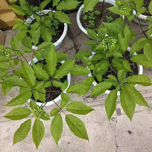Changbai Mountain ginseng seeds, wild ginseng seeds, easy to grow Chinese medicinal materials in all seasons, easy to live indoor flower pots, Changbai Mountain ginseng seeds, new species, new species, about 300 capsules