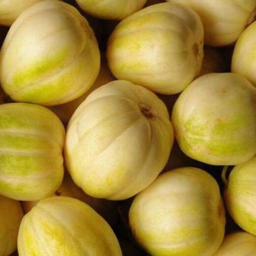 Gaga Sweet Northeastern Cantaloupe Seeds Yellow Melon Fruit Seeds Easy to Plant in Spring and Autumn Old Farm Varieties with High Sugar Content Original Factory Packaging 1 Pack + Song Fertilizer Gaga Sweet Musk Melon Seeds About 50 capsules--pack