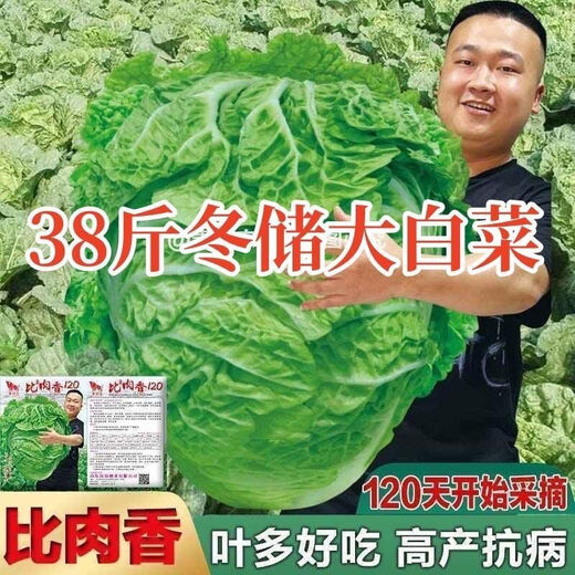 38 Jin Jin is equal to 0.5 kg. Overwintering Chinese cabbage seeds Shandong Chinese cabbage seeds. Chinese cabbage seeds are disease-resistant and high-yielding. Leafy cabbage. Original 3 packs (about 3000 grains) + Songpin. 38 Jin Jin is equal to 0.5 kg. Winter storage Chinese cabbage seeds.