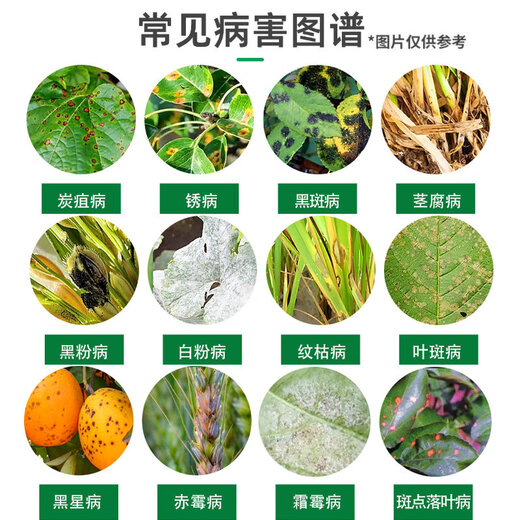 Phytosol 40 % Difenoconazol Azol Wassermelone Maismilzbrand Schwarzbrauner Fleck Rost Weißes pulverförmiges Blattpestizid Fungizid