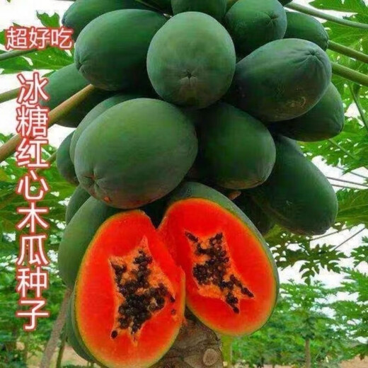 Red papaya, grown in the south for four seasons and bearing annual fruit, potted dwarf Hawaiian red-fleshed fruit papaya (newly planted this year), red papaya seeds, crispy and sweet, 1 pack of approximately 25 seeds