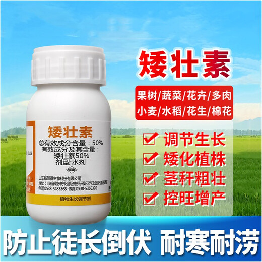 Chrysanthemum agent plant Chrysanthemum chrysanthemum general flowers and trees narcissus flowers succulent paclobutrazol chrysanthemum multi-effect 50ml