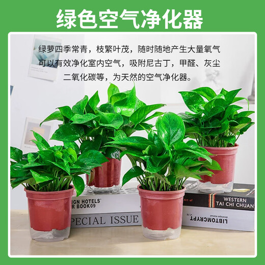 Shuangmeng green radish potted plant formaldehyde removal office new house air purification 180 white water-absorbing basins 4 basins straight from the source