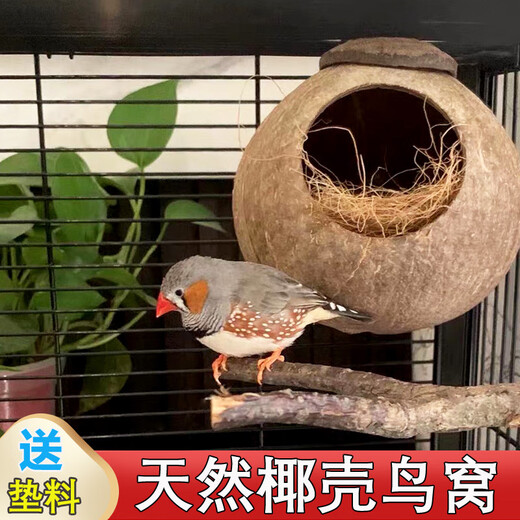Coconut shell bird's nest, tiger skin, peony, pearl, cockatiel, coconut shell nest, grass nest, bird's nest utensils, ladder, extra large polished coconut shell nest