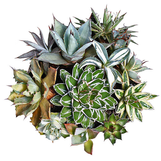 Zkhe Agave Topf Pflanze Blauwal Nin Krone verheißungsvolle Krone Takith Prinzessin Donner Sukkulente Pflanze Kombination Topf Pflanze Feng Thunder Gott Einzelkopf etwa 6 cm nackt Wurzel ohne Boden