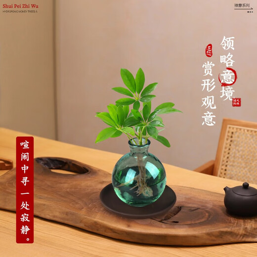 Love You Ten Thousand Years Zen Hydroponic Money Tree Potted Flower Plants in the Office for All Seasons to Recruit Wealth Lotus Bamboo Bamboo Cypress Chinese Smoked Green Bottle Purple Sand Tray