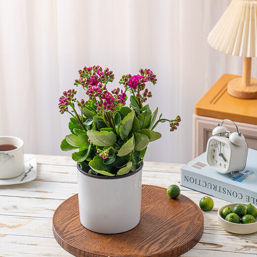 Health and Longevity 1 pot of longevity flower in random colors