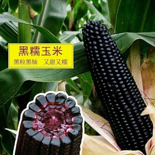 Black sweet waxy corn seeds black waxy corn sweet waxy corn seeds fresh corn non-GMO black corn wholesale black sweet waxy corn seeds original factory package new seeds 366 grains
