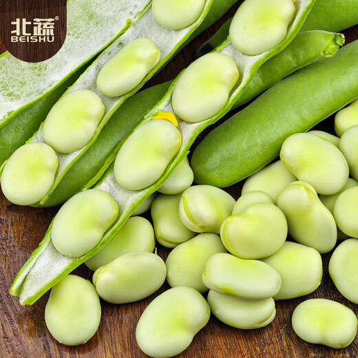 北蔬 蚕豆种子苗大胡豆早熟本地适合南北方耐寒菜籽 农家蚕豆种子500g