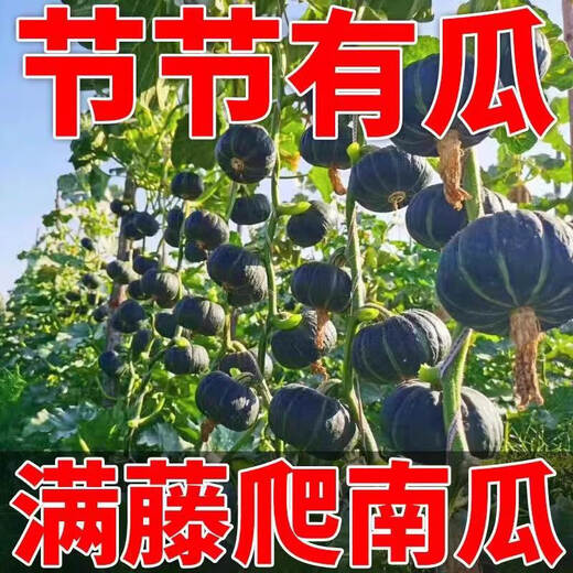 Authentic Beibei Pumpkin Seeds, Chestnut Pumpkin Seeds, Sweet, Waxy, Super Sweet, High-yielding Potted Four Seasons Vegetable Seeds, Original. Authentic Beibei Pumpkin Seeds, Chestnut Flavor, High Germination and High Quality, 2 packs of about 60 capsules.